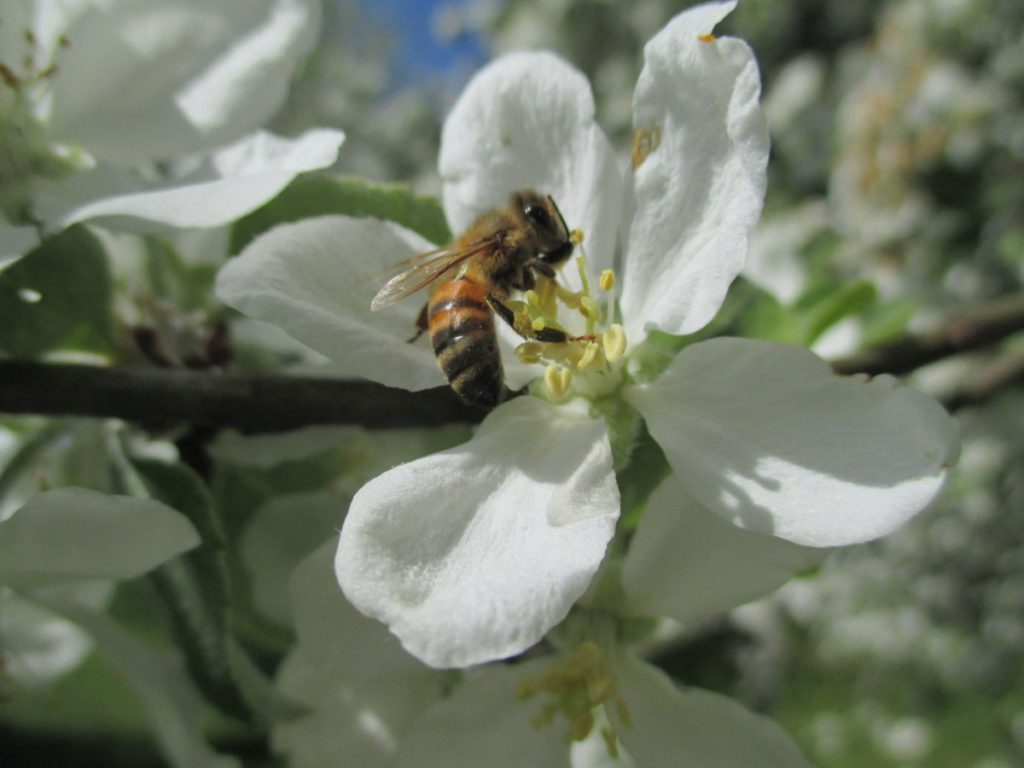 Mehiläinen vierailee omenankukassa