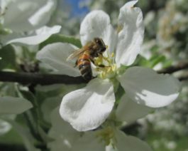 Mehiläinen vierailee omenankukassa